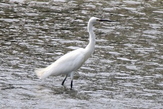 IMG_7234