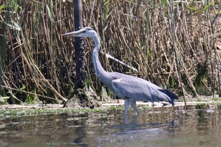 IMG_2461