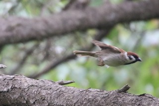 IMG_8654
