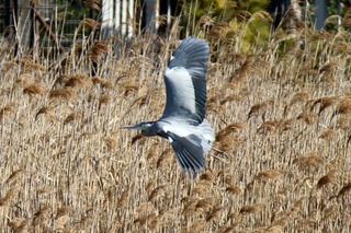 IMG_9156