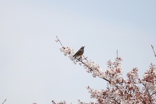 IMG_2867