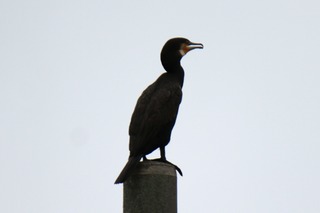 IMG_3026