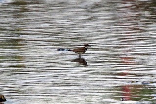 IMG_4260