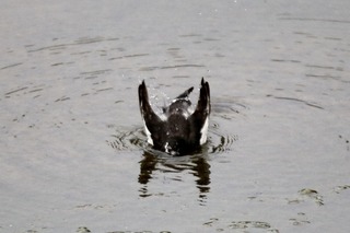 IMG_7521