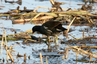 IMG_6877