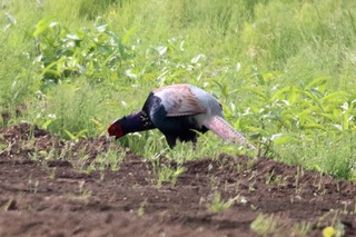 IMG_4289