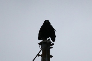 IMG_8480