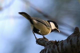 IMG_9946