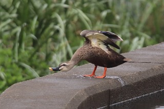 IMG_4510