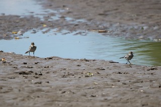 IMG_0551