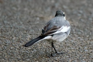 IMG_9910