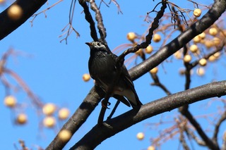 IMG_9874