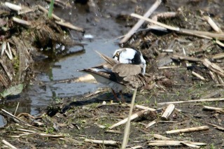 IMG_0716