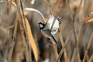 IMG_2284