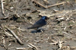 IMG_0697