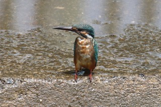 IMG_8953