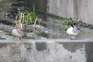 IMG_4216