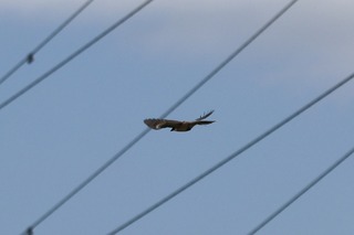 IMG_1769