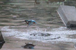 IMG_4195