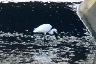 IMG_6447
