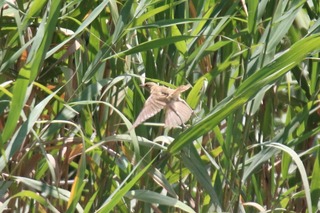 IMG_0407