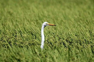 IMG_0966