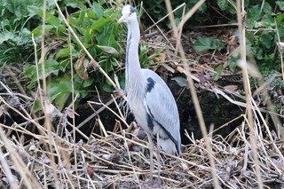 IMG_4662