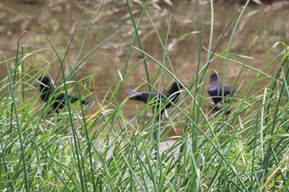 IMG_6601