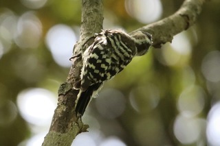 IMG_1005