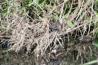 IMG_2800