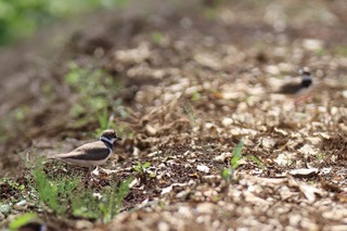 IMG_9986
