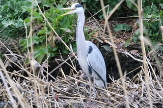 IMG_4653