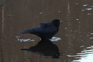 IMG_0647