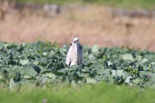 IMG_2955