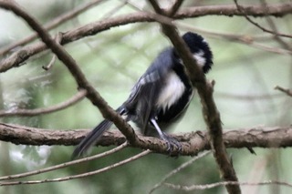 IMG_9436