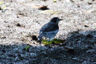 IMG_9422