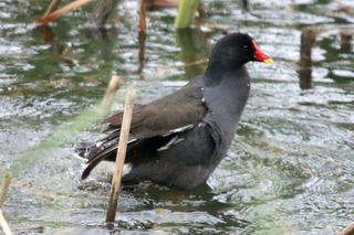 IMG_8747