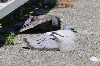 IMG_3273