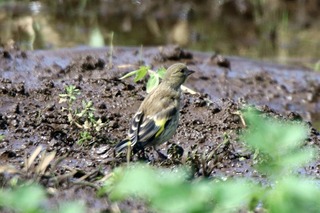 IMG_6961
