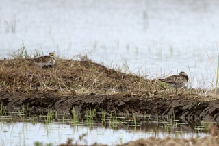 IMG_1492