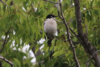 IMG_1961