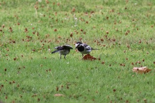 IMG_5448