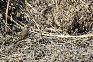 IMG_1474