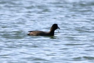 IMG_4133