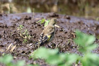 IMG_6973