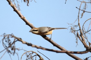 IMG_1456