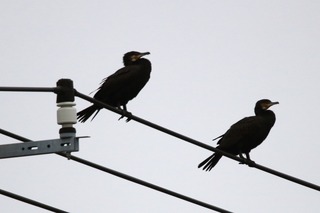 IMG_8771