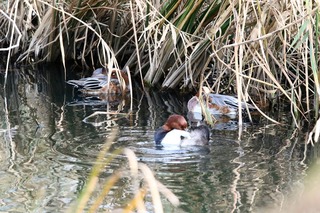 IMG_2915