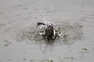 IMG_7522