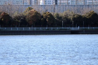IMG_0206